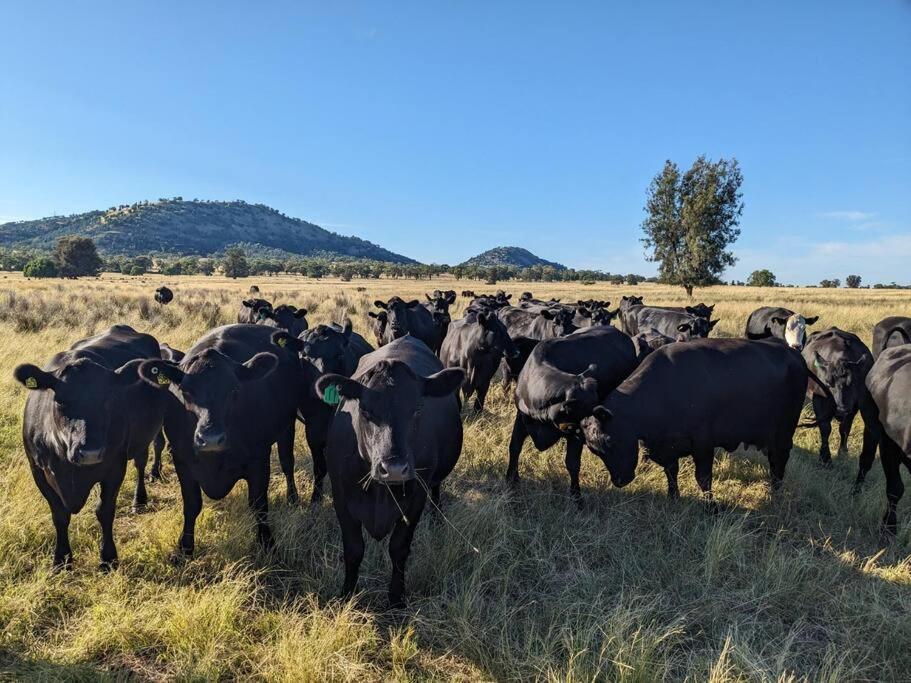 Paddock Silo * Forbes